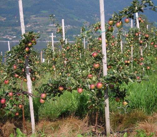 apples on trees