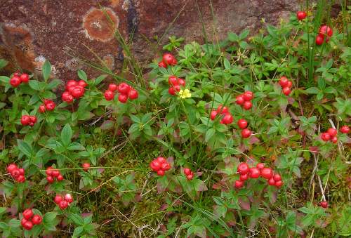 dwarf cornel Cornus suecica