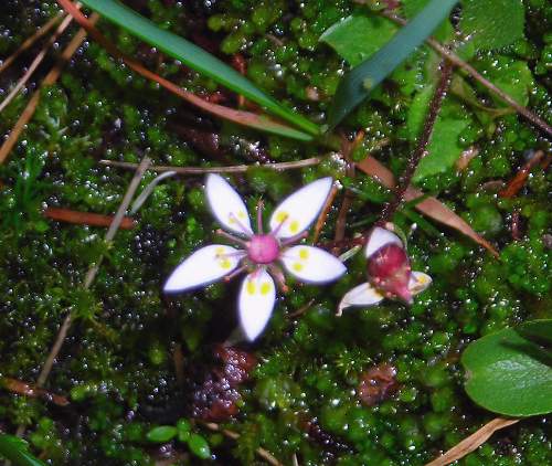 star saxifrage