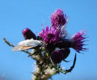 Butterfly on marsh thistle Cirsium palustre