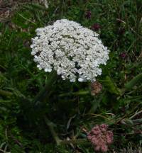 Wild carrot Daucus carota