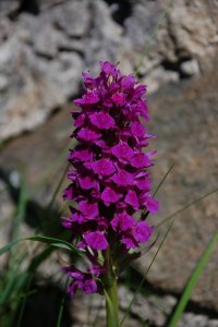 Northern marsh orchid Dactylorchis purpurella