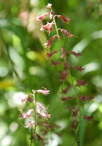 Pickaback plant Tolmiea menziesii