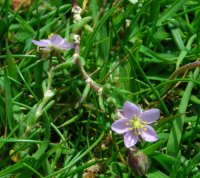 Rock spurrey Spergularia rupicola