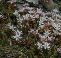 English stonecrop Sedum anglicum