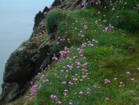 Thrift Armeria maritima