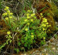 Yellow saxifrage Saxifraga aizoides