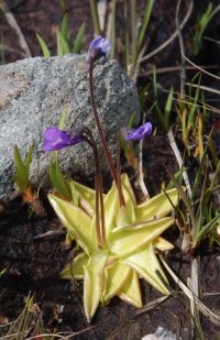 Butterwort Pinguicula vulgaris