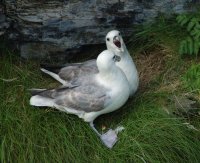 Fulmar Fulmarus glacialis