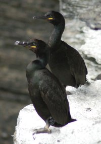 Graculus Phalacrocorax aristotelis