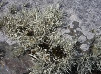 Lichen Ramalina sp.