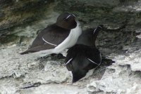 Razorbills Alca torda