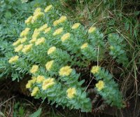 Roseroot Sedum rosea