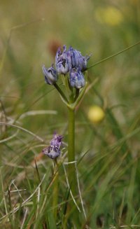 Squill Scilla verna