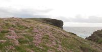 Thrift Armeria maritima